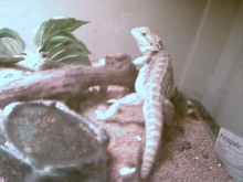 Draco