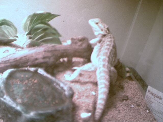 Draco