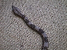 boa constrictor