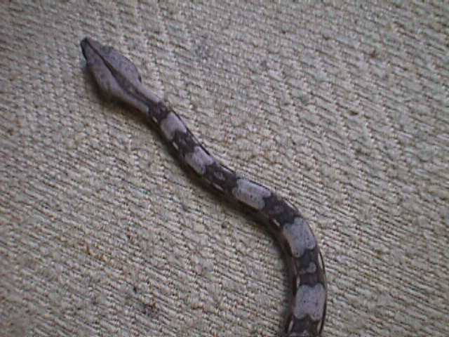 boa constrictor