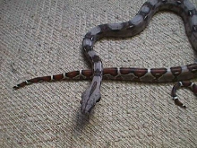 boa constrictor