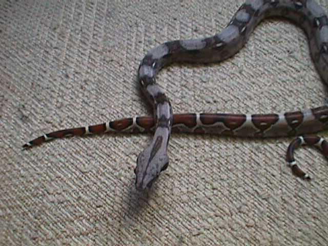 boa constrictor