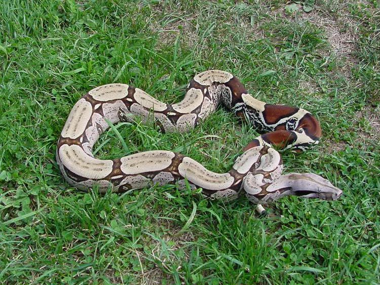 Suri Female
