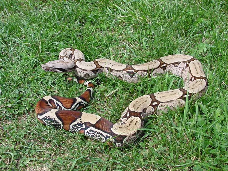 Suri Female