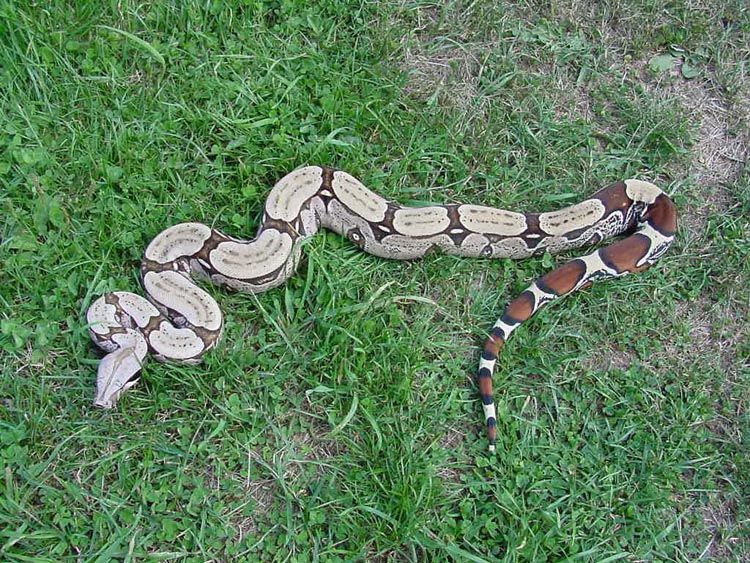 Suri Female