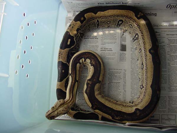 Striped Suri Male
