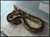 Striped Suri Male