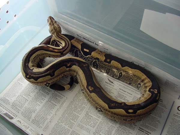 Striped Suri Male