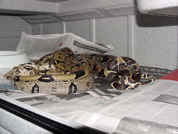 Breeding Peruvians