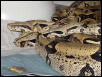 Breeding Peruvians