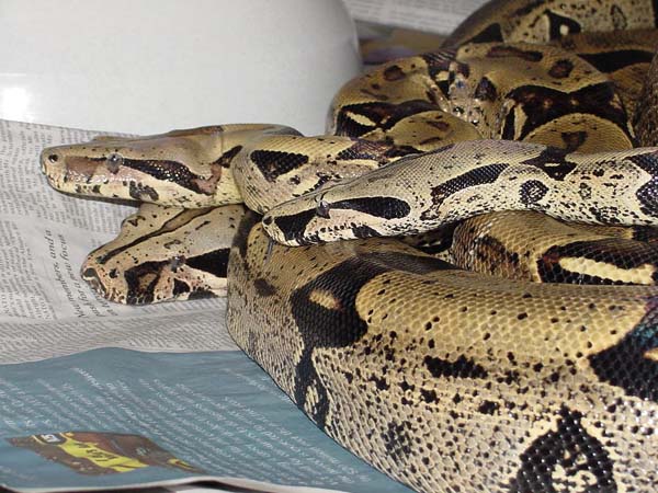 Breeding Peruvians