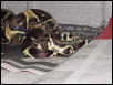 Breeding Peruvians