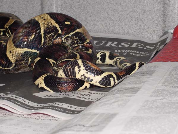 Breeding Peruvians