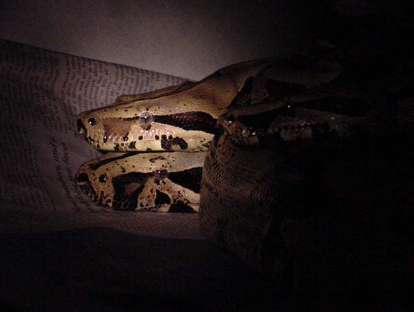 Breeding Peruvians