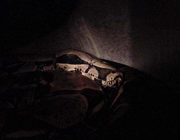 Breeding Peruvians