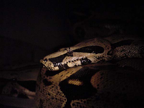 Breeding Peruvians