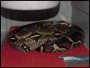 Breeding Peruvians