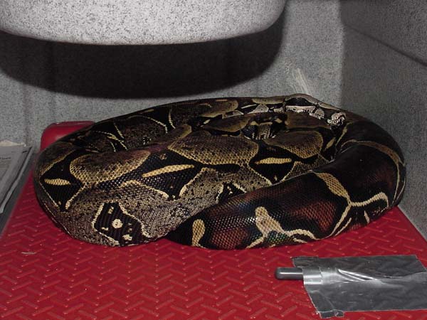 Breeding Peruvians