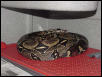 Breeding Peruvians