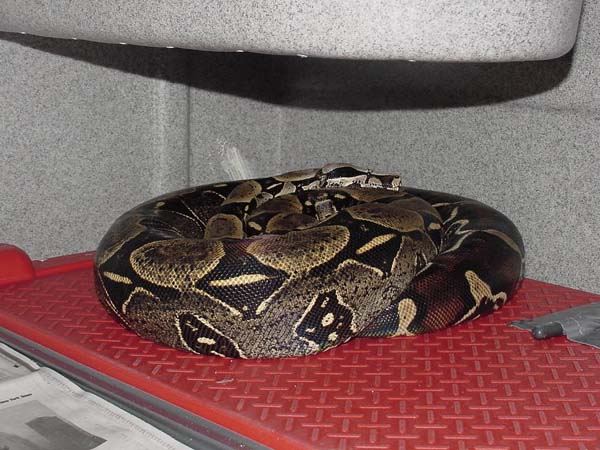 Breeding Peruvians