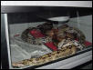 Breeding Suris