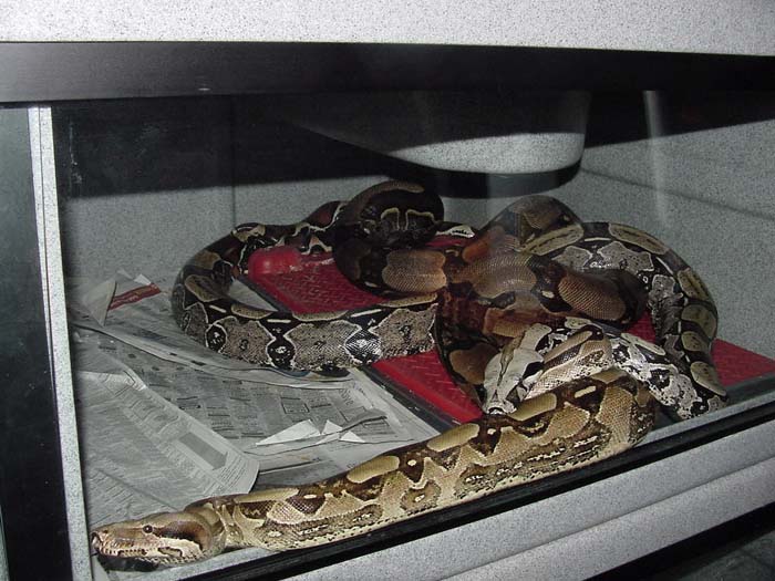 Breeding Suris