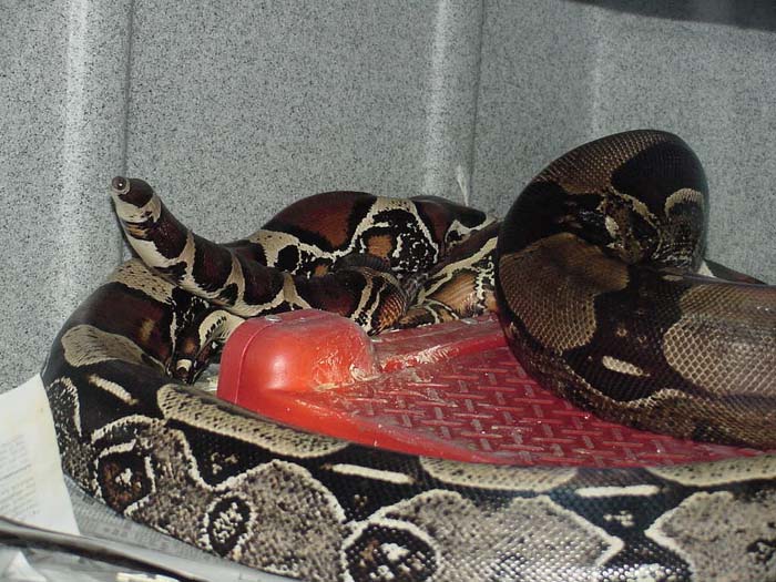 Breeding Suris