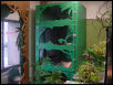 Boa Enclosure