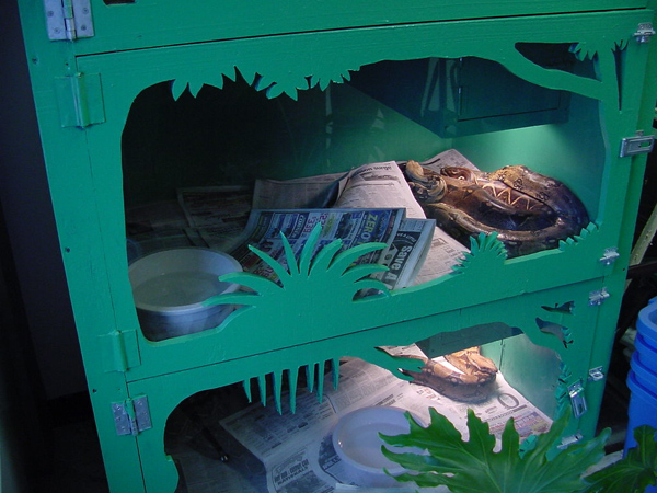 Boa Enclosure
