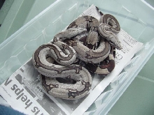 Striped Guyana RTs