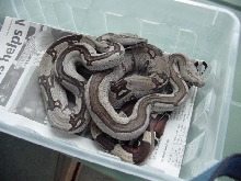 Striped Guyana RTs