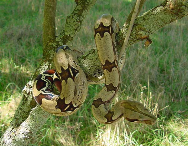 Tree Suri