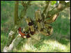 Tree Suri