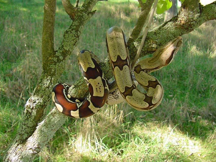 Tree Suri