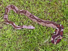 Striped Guyana