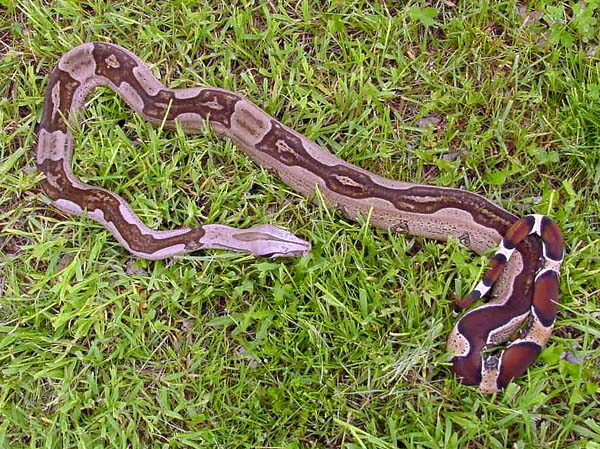 Striped Guyana