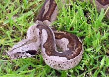 Striped Guyana