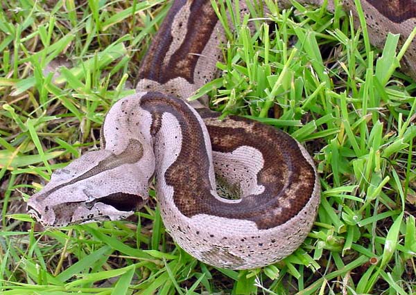 Striped Guyana