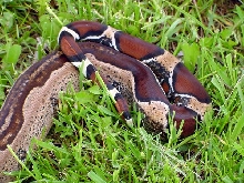 Striped Guyana
