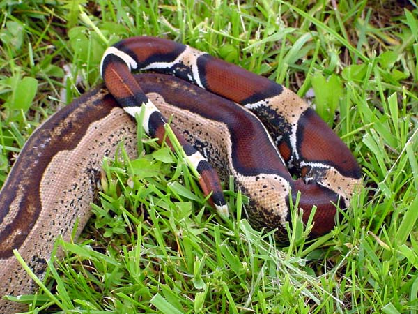 Striped Guyana