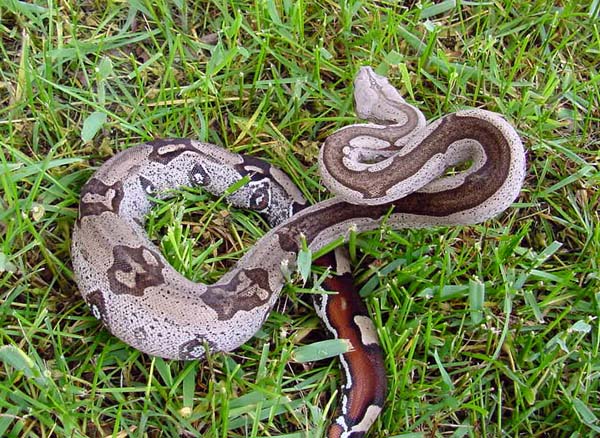 Striped Guyana