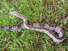 Striped Guyana