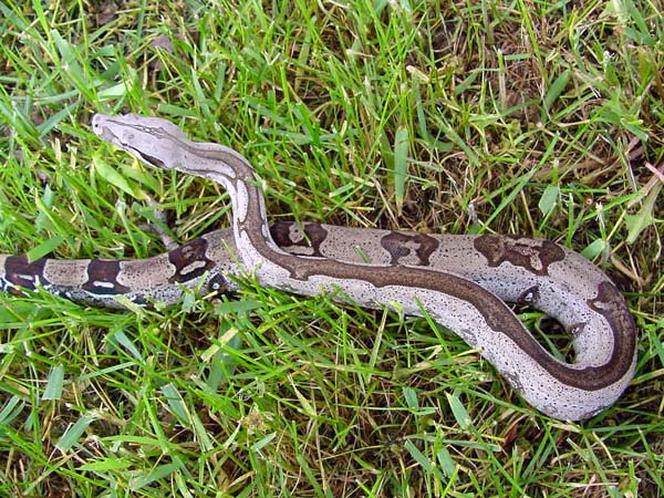Striped Guyana