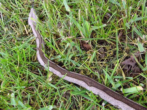 Striped Guyana