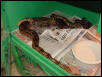 Breeding Colombians At School