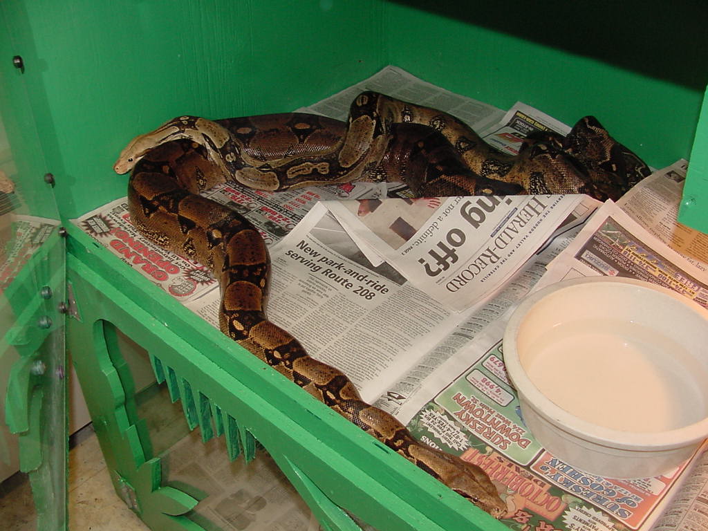 Breeding Colombians At School