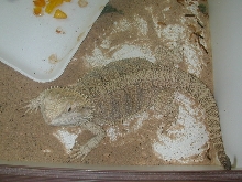 Pic of Female