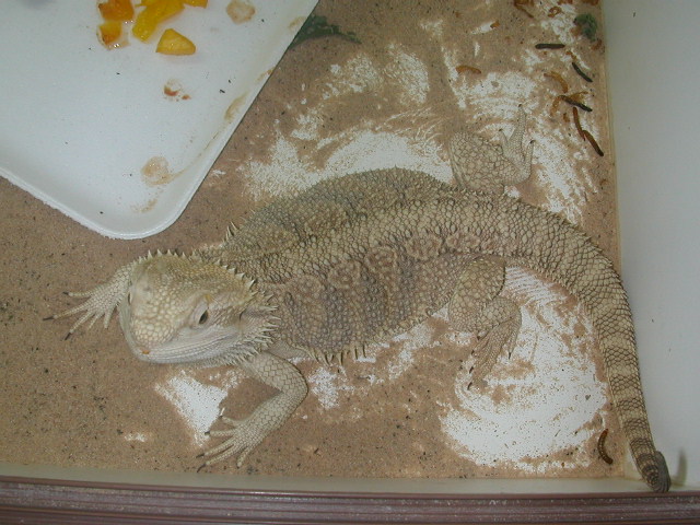 Pic of Female