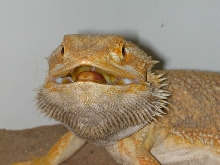 Big Poppa HeadShot