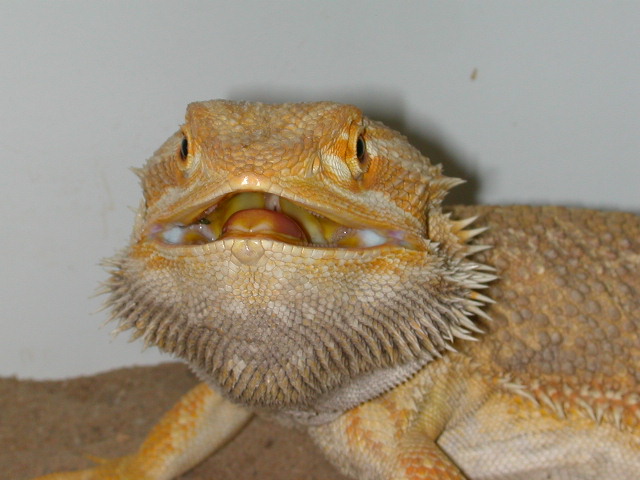 Big Poppa HeadShot